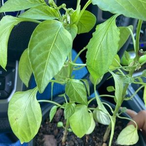 Meet your Posher, Rolando